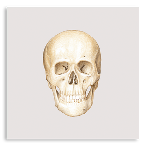 Art Print-Skull Facade