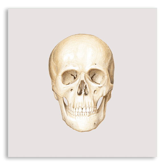 Art Print-Skull Facade