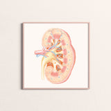 Art Print-Kidney